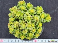 매직쨈골드철화 279 : 다육식물 - 엑스플랜트