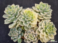 팅커벨금 197 : 다육금 - 엑스플랜트