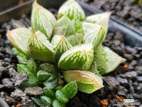 백설탕 110-720 : 하월시아 - 엑스플랜트