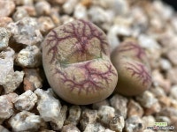 교배종(분채배송)-A090 : 코노피튬 - 엑스플랜트