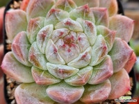 핑크제니 1008-26 : 다육식물 - 엑스플랜트