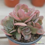 수연 목대 100863 : 다육식물 - 엑스플랜트