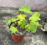 사랑노을 한국제라늄 : 관엽식물 - 엑스플랜트