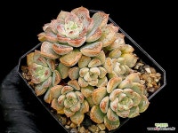 팅커벨 26-61 : 다육식물 - 엑스플랜트