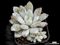 라쿰비너스미인 26-79 : 다육식물 - 엑스플랜트