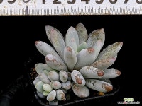 라쿰비너스미인 26-79 : 다육식물 - 엑스플랜트