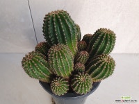 로비비아 선인장8391 : 선인장 - 엑스플랜트