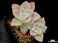 헤리왓슨 27-52 : 다육식물 - 엑스플랜트