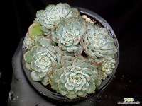 화이트미니마 27-67 : 다육식물 - 엑스플랜트