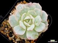 블루하와이 27-73 : 다육식물 - 엑스플랜트