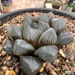 드레곤볼 : 하월시아 - 엑스플랜트