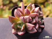 백야 군생 C9634 : 다육식물 - 엑스플랜트