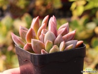 백야 군생 C9634 : 다육식물 - 엑스플랜트