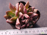 백야 군생 C9634 : 다육식물 - 엑스플랜트