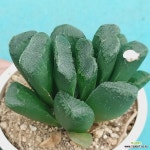 정고 ㅡ분채배송 : 하월시아 - 엑스플랜트