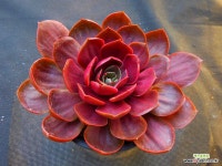 레드탄2540 : 다육식물 - 엑스플랜트