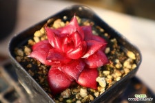 루밍 951015 : 다육식물 - 엑스플랜트