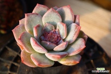 블루써밍스페셜 971015 : 다육식물 - 엑스플랜트