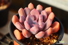 큐피트 951015 : 다육식물 - 엑스플랜트