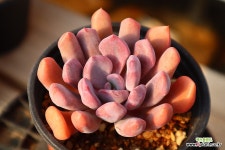 큐피트 951015 : 다육식물 - 엑스플랜트