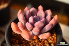 큐피트 951015 : 다육식물 - 엑스플랜트