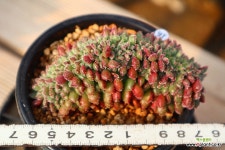 캐롤철화 971015 : 다육식물 - 엑스플랜트