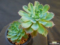 나비닷2561 : 다육식물 - 엑스플랜트