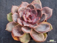 쟈도르 276 : 다육식물 - 엑스플랜트