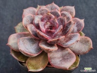 쟈도르 276 : 다육식물 - 엑스플랜트