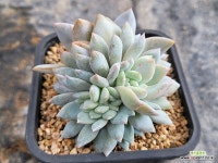 트럼소철화 : 다육식물 - 엑스플랜트