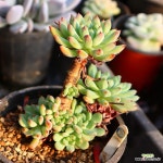 블루엘프 361015 : 다육식물 - 엑스플랜트