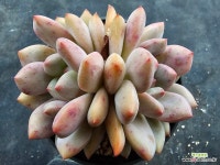 아리엘 쌍두7848 : 다육식물 - 엑스플랜트