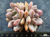 아리엘 쌍두7848 : 다육식물 - 엑스플랜트