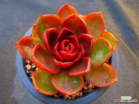 홍등2596 : 다육식물 - 엑스플랜트