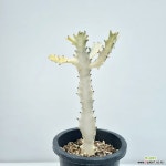 화이트고스트 선인장 (사진배송) : 선인장 - 엑스플랜트