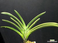 천백 : 풍란 부귀란(명품관) - 엑스플랜트