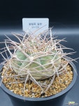 광림옥 실생 (V-13) : 선인장 경매 - 엑스플랜트