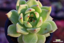 3101 : 다육식물 - 엑스플랜트