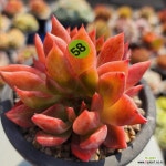 사바레즈 1020-358 : 다육식물 - 엑스플랜트