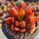 사바레즈 1020-358 : 다육식물 - 엑스플랜트