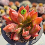 사바레즈 1020-358 : 다육식물 - 엑스플랜트