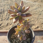 1020 발디 27 : 다육식물 - 엑스플랜트