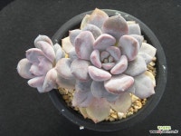 하율 1021 : 다육식물 - 엑스플랜트