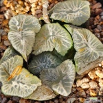 화염453 : 하월시아 - 엑스플랜트