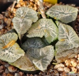 화염453 : 하월시아 - 엑스플랜트