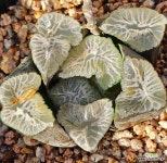 화염453 : 하월시아 - 엑스플랜트