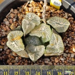 화염453 : 하월시아 - 엑스플랜트