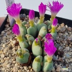 bilobum 香蘭 빌로붐 향란 한선원 : 코노피튬 - 엑스플랜트