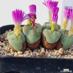 bilobum 香蘭 빌로붐 향란 한선원 : 코노피튬 - 엑스플랜트