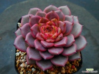 신디117 : 다육식물 - 엑스플랜트